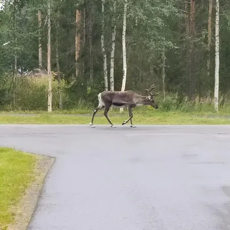 Reindeer Route *