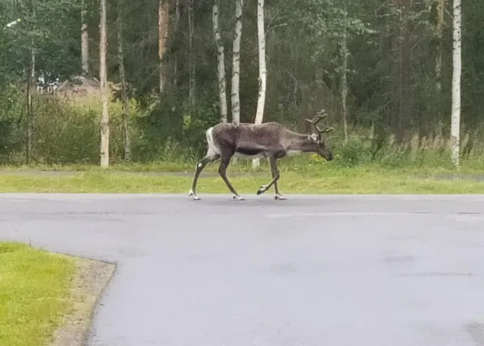 Reindeer Route *