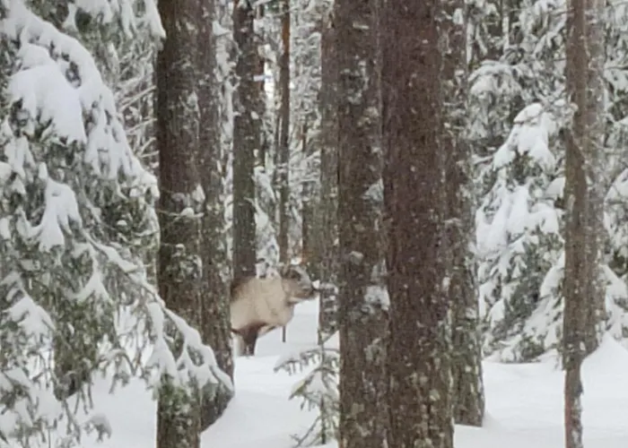 Apartman Reindeer Route *